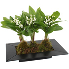 Muguet en pot 