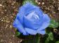 Langage des fleurs