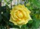 Bouquet de fleurs